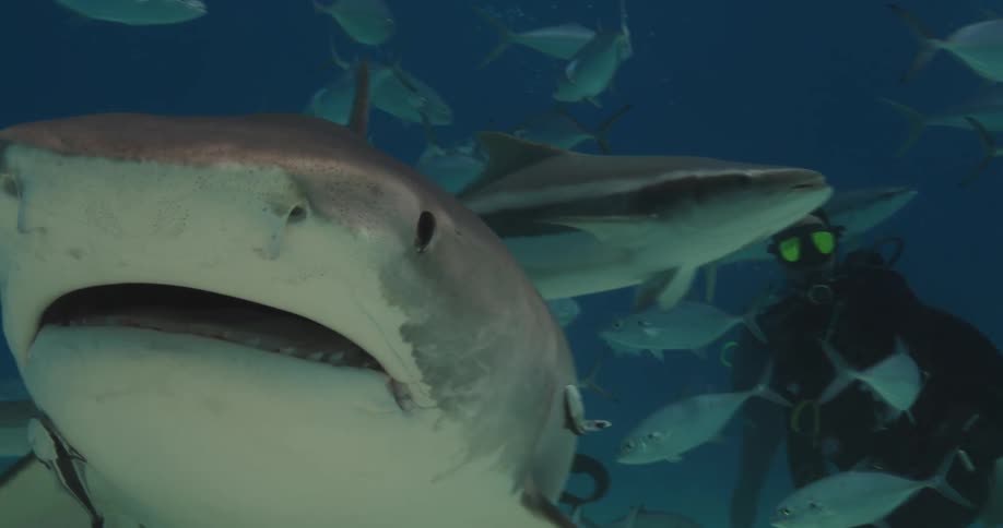 A shark passing through a school of fish and a diver at the bottom of the sea
