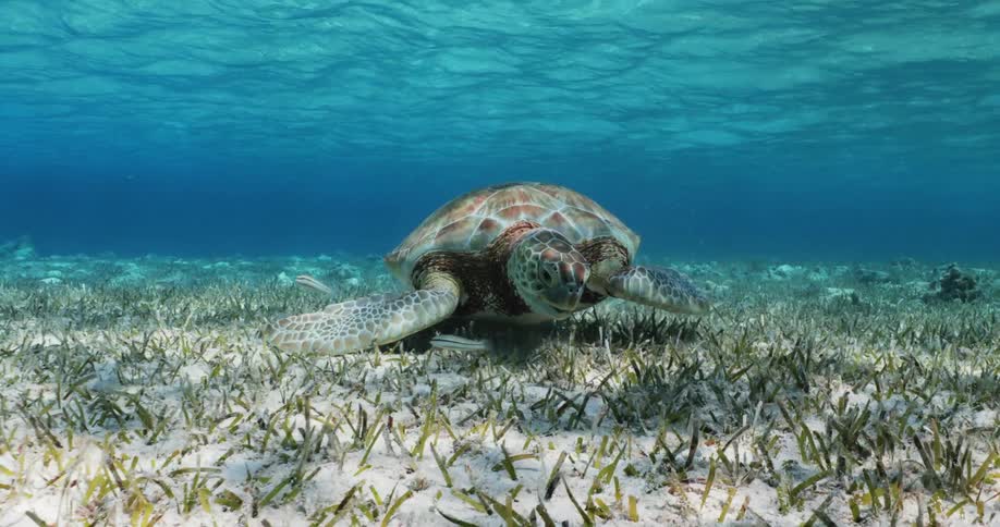 A large turtle is eating seaweed at the bottom of the ocean