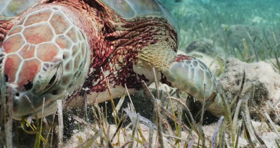 Sea turtle feeding on the algae at the bottom of the ocean