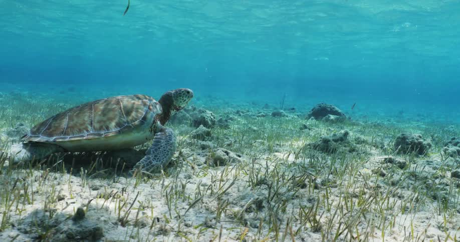 A turtle standing at the bottom of the sea