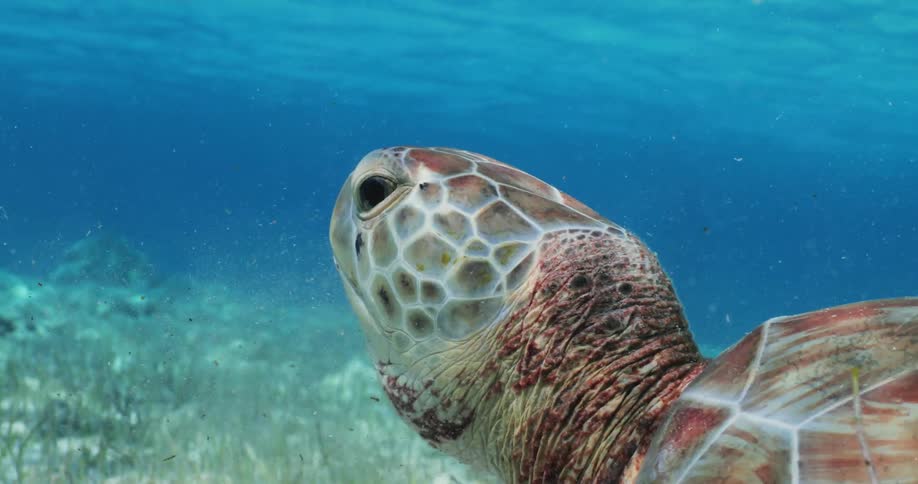 A turtle on the ocean floor feeding