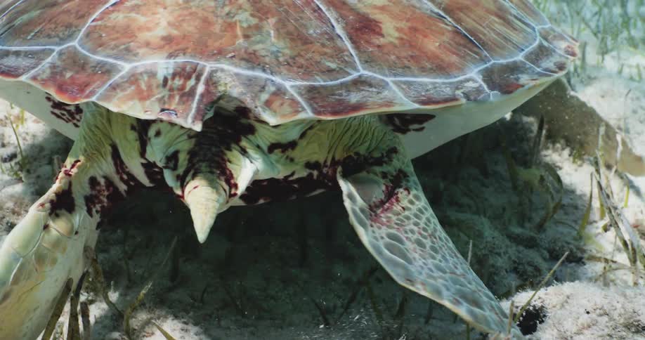 A sea turtle moves over plants and vegetation on the seabed as a small fish swims