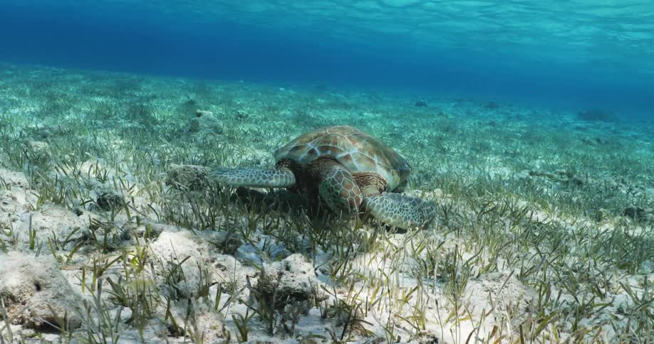 A tortoise swimming and feeding under the sea