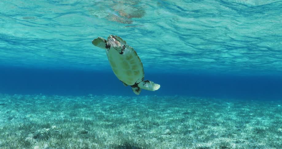 Turtle swimming in turquoise blue sea