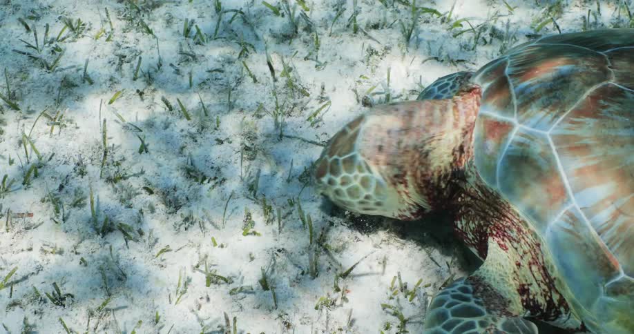 A sea turtles head eating sand and grass on the ocean floor as fish swim by and the sun reflects from the surface