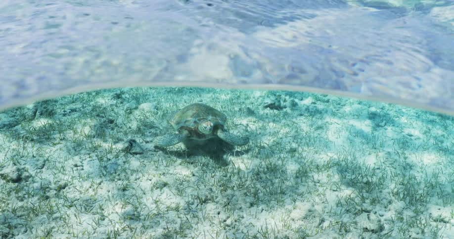 A sea turtle swimming in the open sea with crystalclear waters