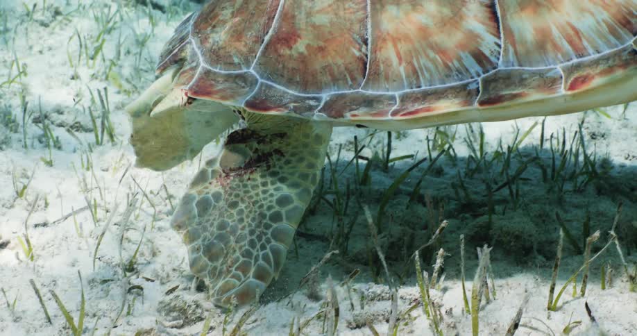 Flippers of a turtle swimming at the bottom of the sea