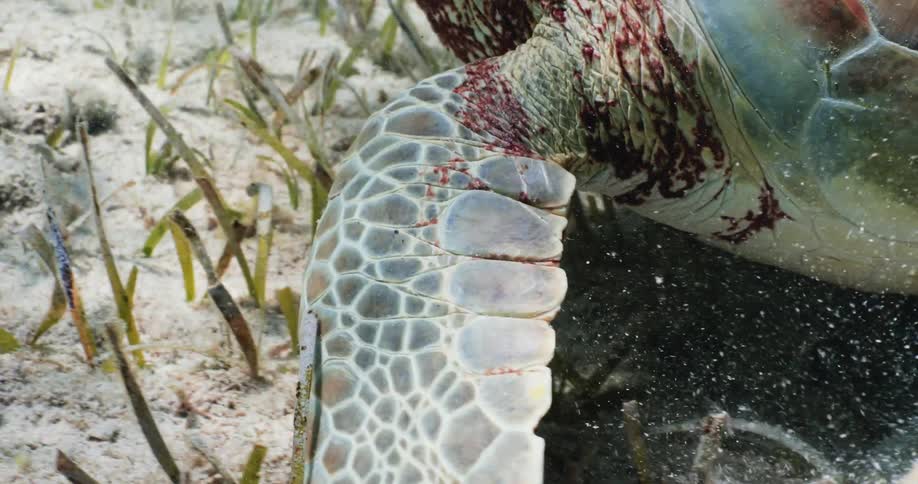 An injured tortoise swimming under the sea