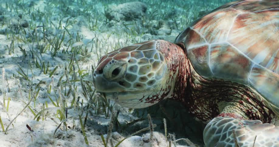 A turtle eating seaweed at the bottom of the sea