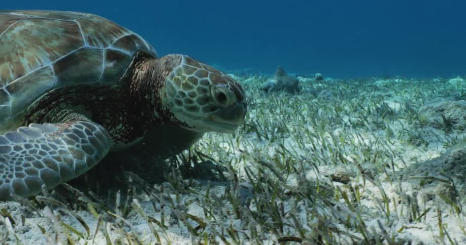 A turtle eating seaweed on the bottom of the blue sea