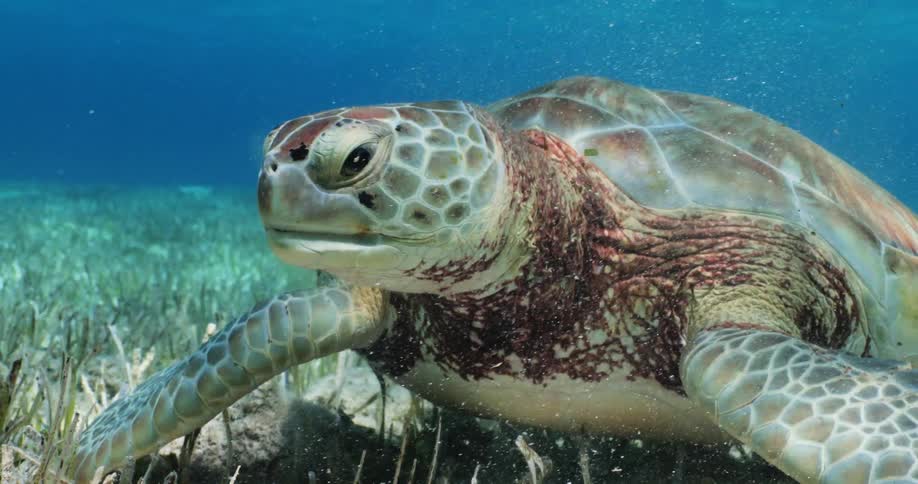 A turtle on the ocean floor feeding
