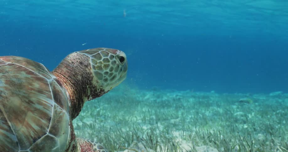 A tortoise feeding under the sea