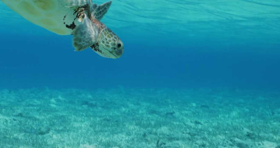 A turtle swimming in a sea with crystalclear waters