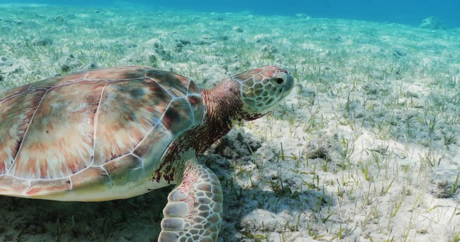 A turtle swimming in the open sea with crystalclear waters