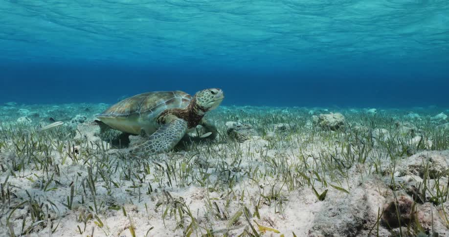 A sea turtle swimming and eating off the ocean floor where sea grass and fish are