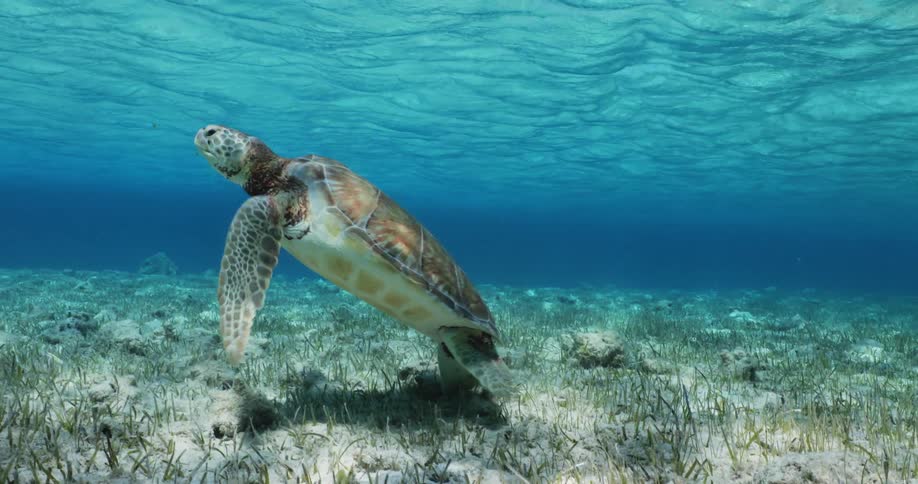 A tortoise swimming out under the sea