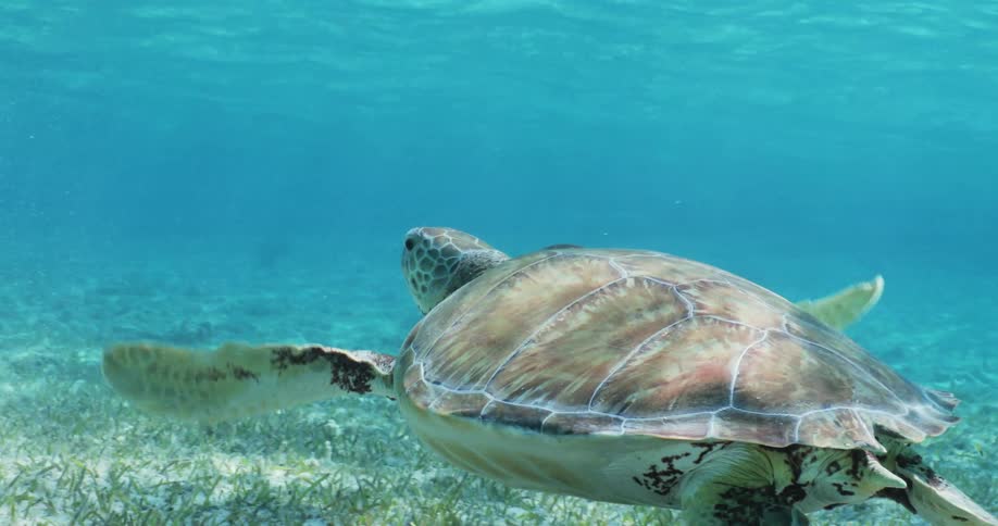 Close up of a turtle swimming underwater near the sandy ocean floor above sea grass