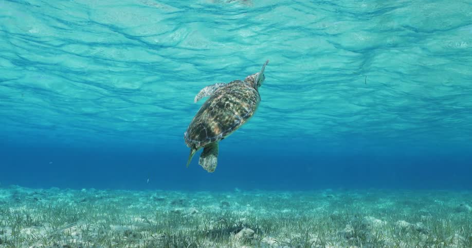 Sea turtle swims from the sandy seafloor to the surface and back