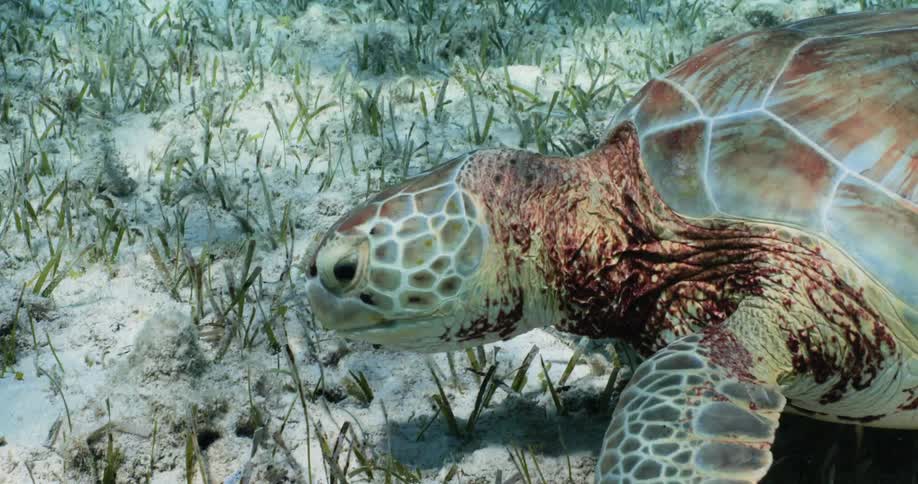 A sea turtle looks around and eats plants on the seabed as small fish swim around