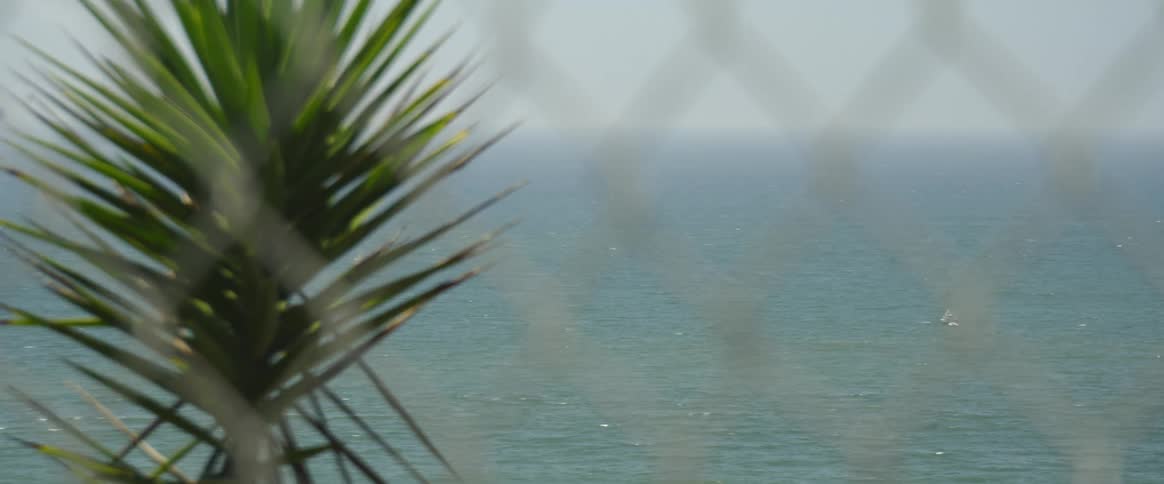 A barricaded pine close to the sea