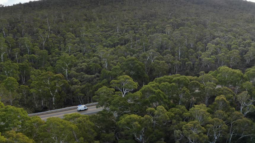 A huge forest of trees and a road in the middle with a small truck passing by