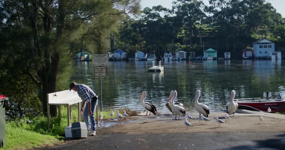 Man wearing cap plaid shirt and jeans works nearaustralian pelicans and seagulls near the lake