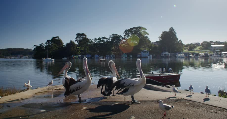 Seagulls and australian pelicans on dock near the water with houses in the background