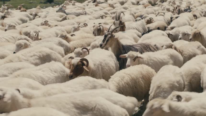 A group of sheep and goats walking in a straight line