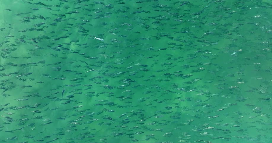 Series of small fishes swimming in the lake