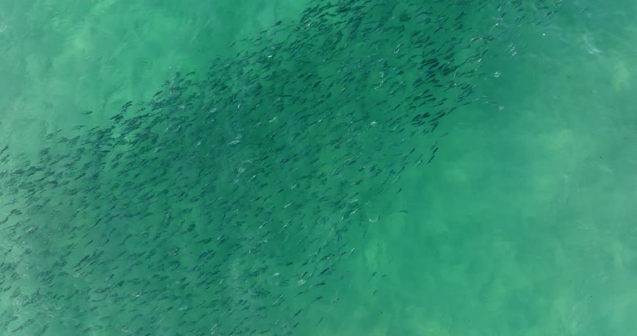 A large school of fish float together near the surface of the ocean