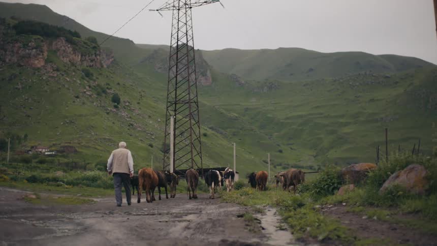 Elderly man walks along dirt roadnear mountains with cattle