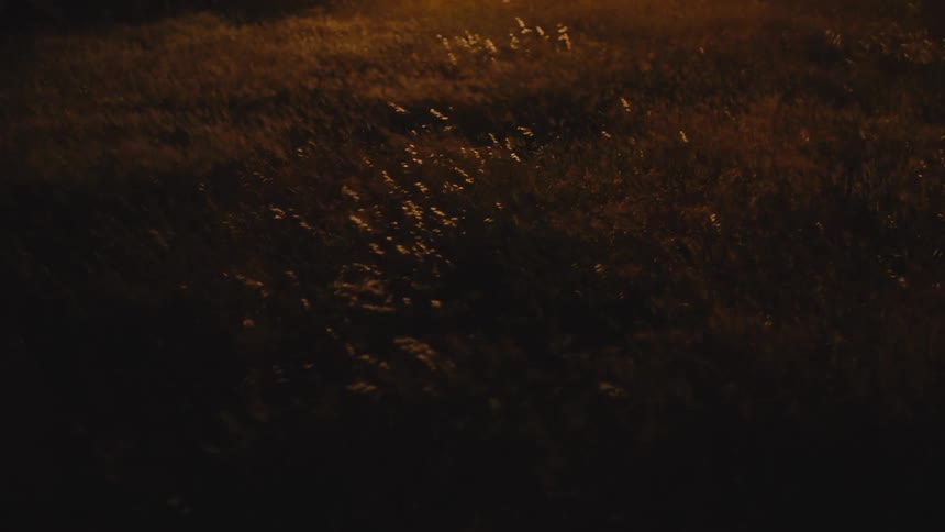 Wind blows through as it caused the movement of a small plant during dawn