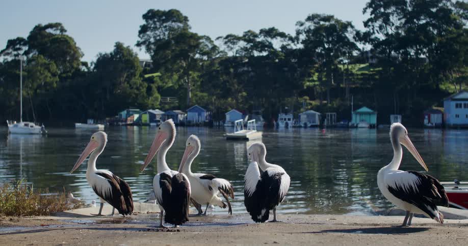 Pelicans by the edge of a lake