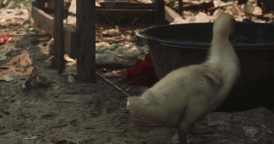 Immature waterfowl drinks from water bowl set on ground