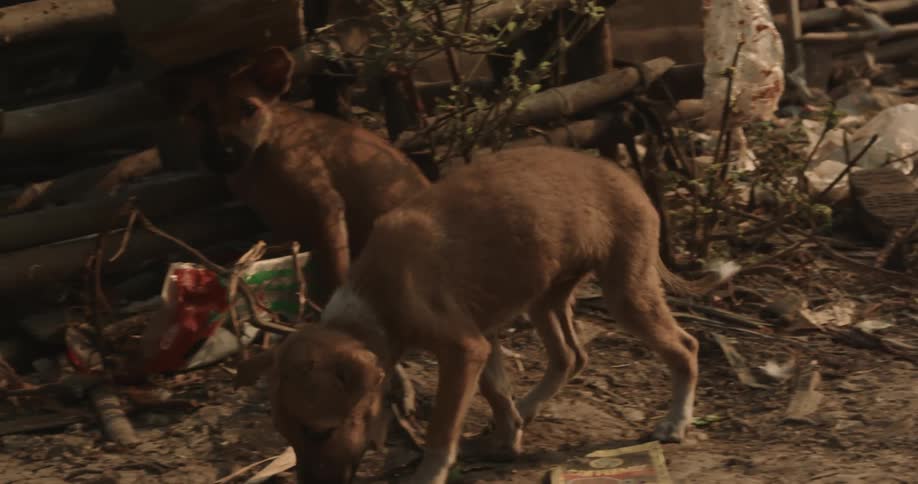 Small dogs walking among trash looking weak
