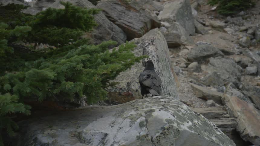A bird is jumping from rock to rock