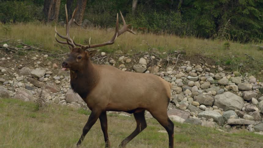 A large deer is sticking his tongue out while walking