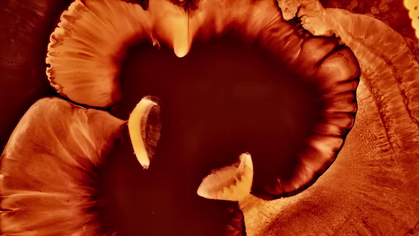 Pale striated brown expands around dark brown center