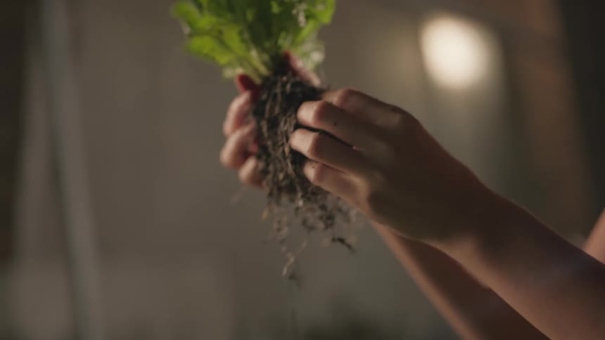 A woman is holding an uprooted lettuce plant in her right hand and is pulling at the roots with her other hand she is indoors in a dimly lit room hand