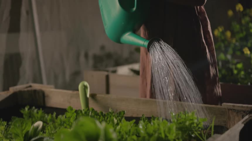 Woman uses a watering can to water vegetables on her garden at night