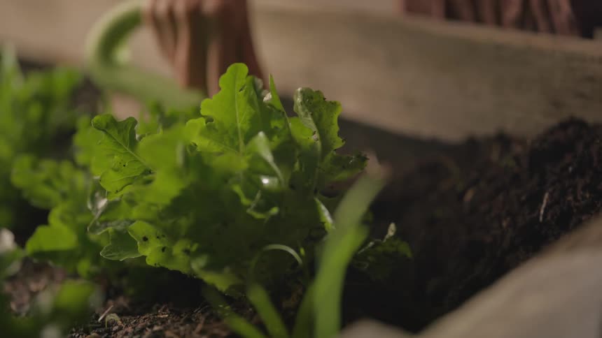 A gardener uses a spade to move dirt around vegetables on a garden