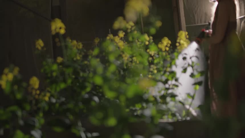 A woman is watering plants that have flowers at the top using a water hose