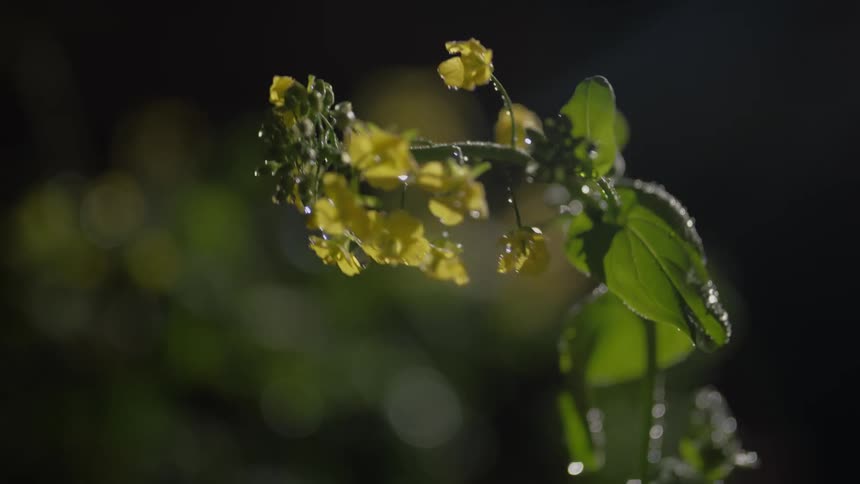 A small yellow flower is being watered