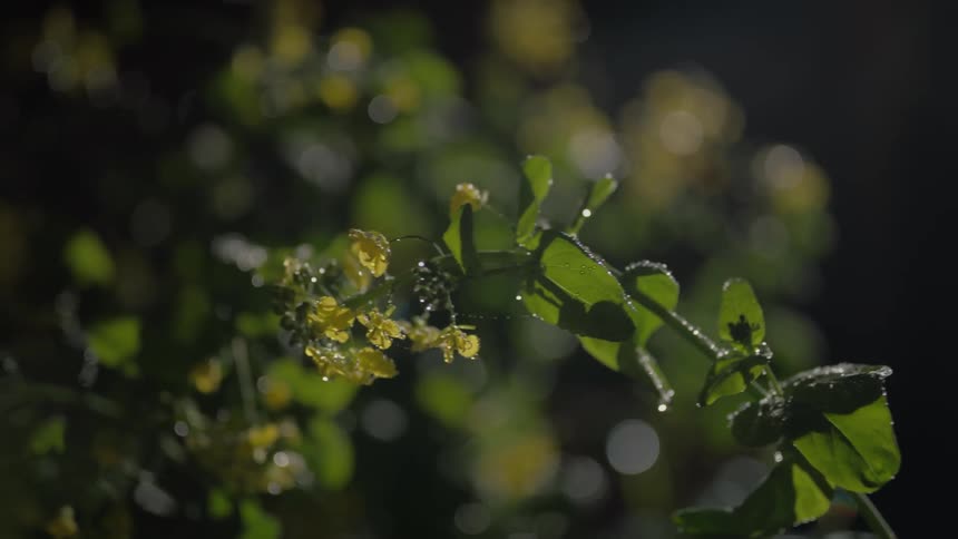 A plant with flowers being watered by many drops of water leaving it soaked