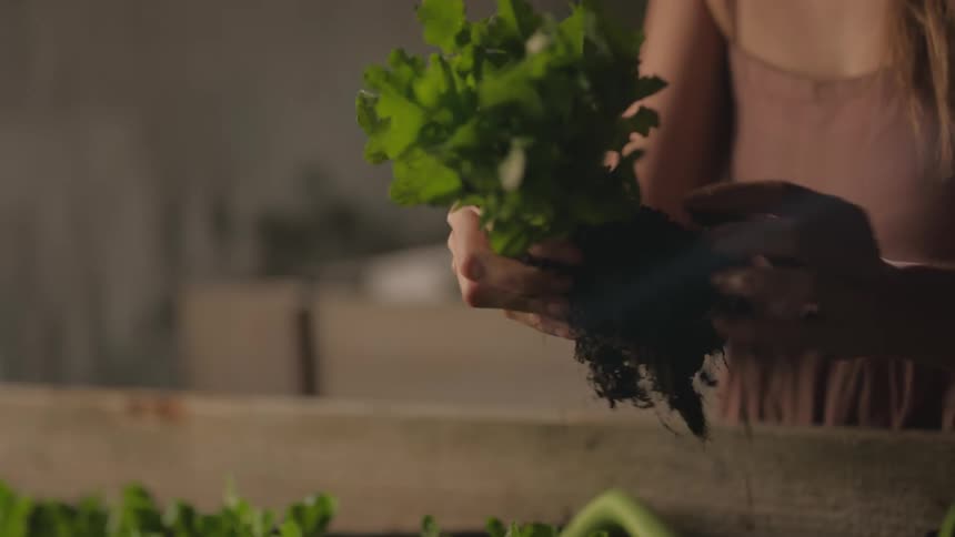 A young asian woman is digging soil from the roots of a small plant