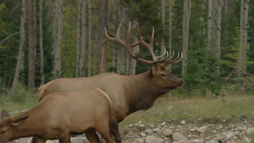 Elks walk over rocks by a forest