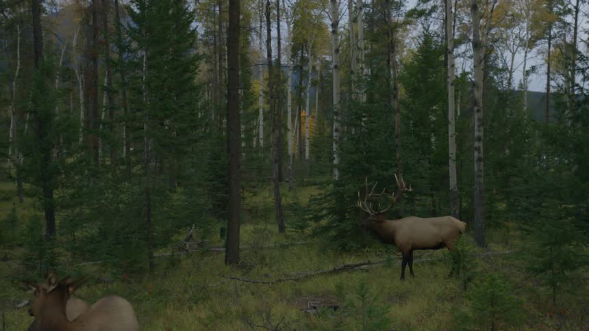 Deer are all around the grass of this forest
