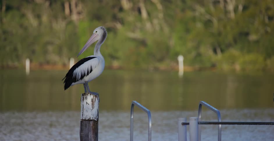 A pelican on top of a wooden platform by a lake