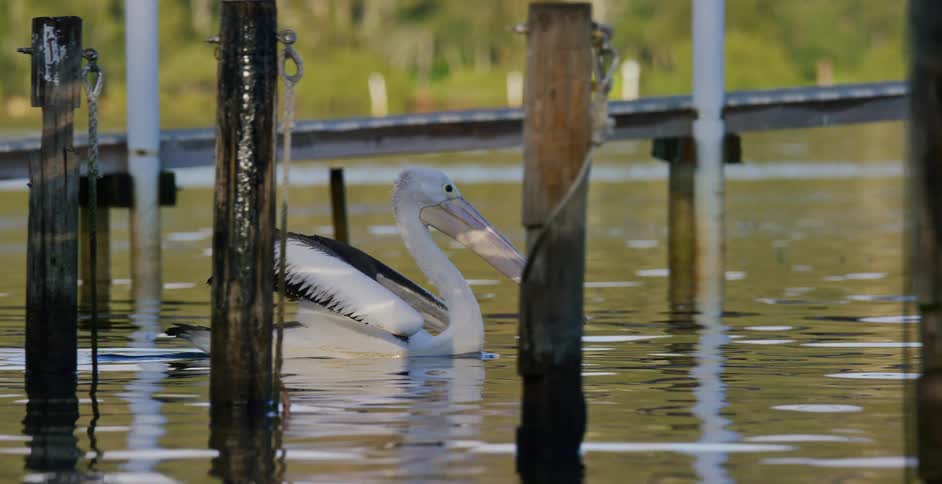 A pelican smoothly glides along smooth water near the shore and through the posts holding up some sort of pier alongside a deck