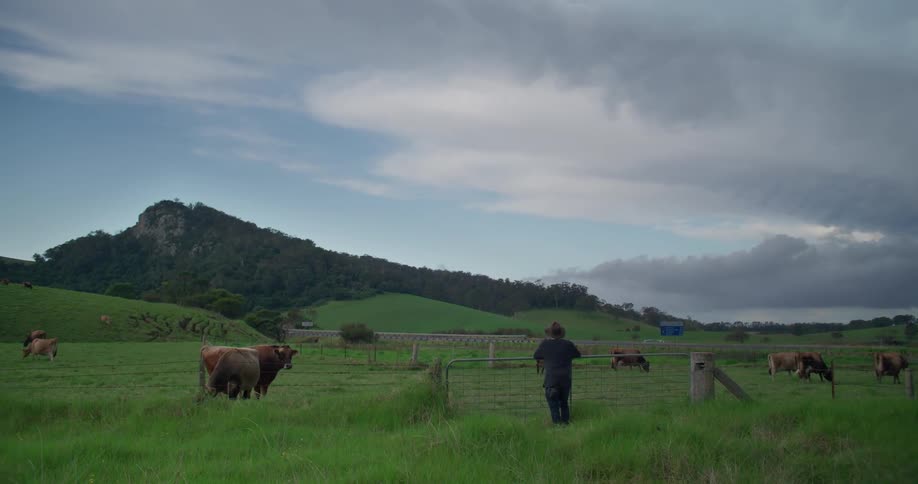 A man watches cows feeding on the grassy plain